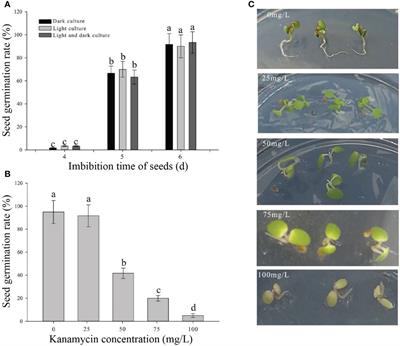 The protein kinase FvRIPK1 regulates plant morphogenesis by ABA signaling using seed genetic transformation in strawberry